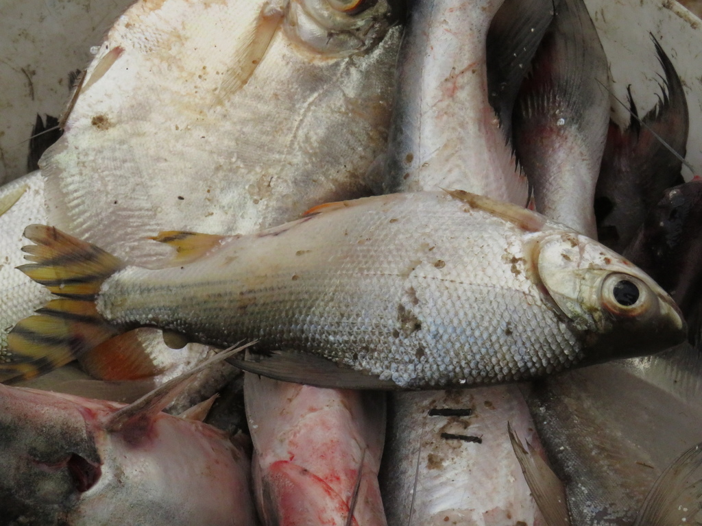 Flagtail prochilodus (Semaprochilodus taeniurus) — Prochilodontidae
