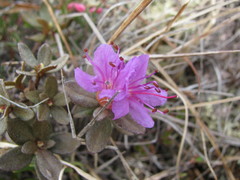 Rhododendron lapponicum