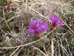 Rhododendron lapponicum