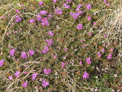 Rhododendron lapponicum