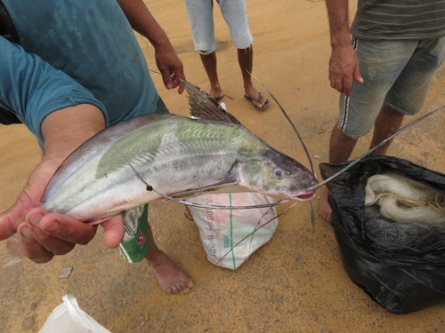 Flatwhiskered catfish (Pinirampus pirinampu) — Pimelodidae — 2