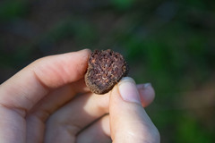 Hydnotrya