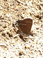 Callophrys spinetorum