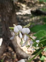 Desmodium lindheimeri