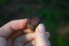 Hydnotrya