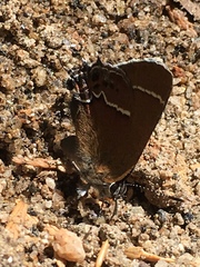 Callophrys spinetorum