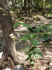 Desmodium lindheimeri