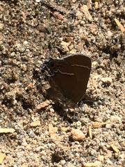 Callophrys spinetorum