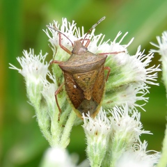 Euschistus ictericus