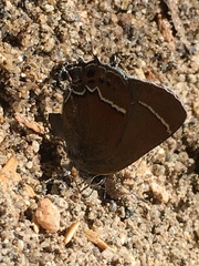 Callophrys spinetorum