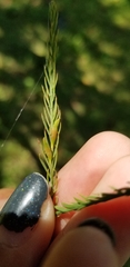 Taxodiomyia taxodii