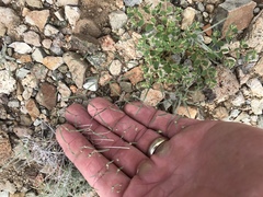 Euphorbia gracillima