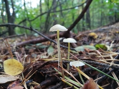 Mycena epipterygia