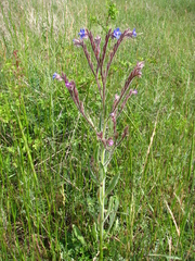 Anchusa azurea