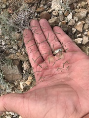 Euphorbia gracillima