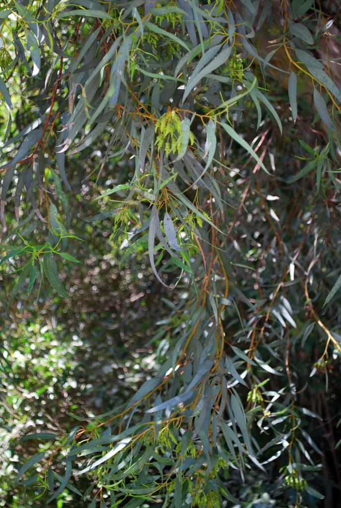 Coral Gum (LA Urban Forest Program) · iNaturalist