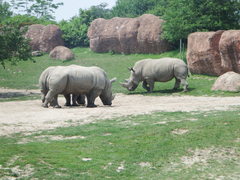Ceratotherium