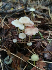 Mycena epipterygia