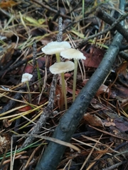 Mycena epipterygia