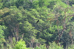 Knipolegus lophotes