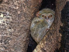 Tarsius spectrumgurskyae