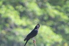 Knipolegus lophotes