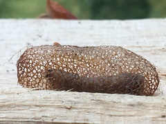 Pseudoclavellaria amerinae