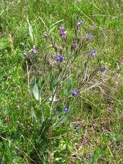 Anchusa azurea