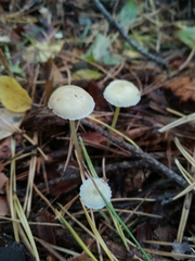 Mycena epipterygia