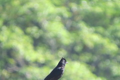 Knipolegus lophotes