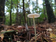 Mycena epipterygia