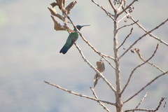 Colibri serrirostris