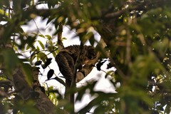 Pithecia chrysocephala