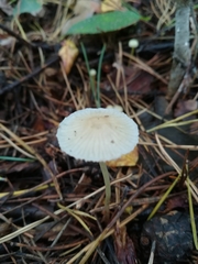 Mycena epipterygia