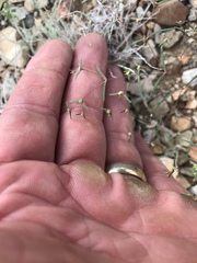 Euphorbia gracillima