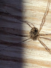 Leiobunum ventricosum