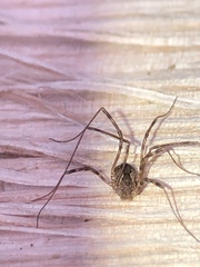 Leiobunum ventricosum