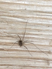 Leiobunum ventricosum