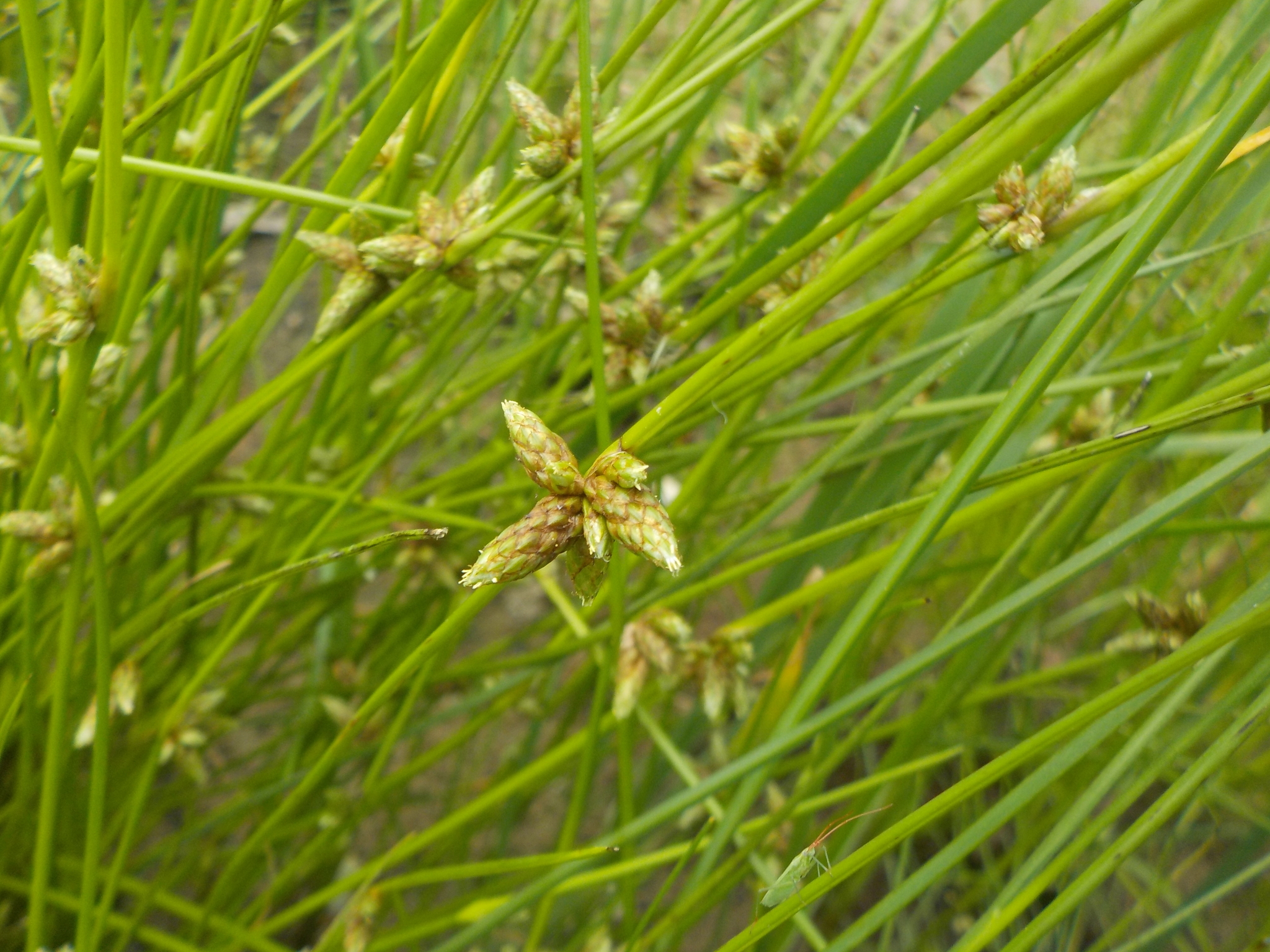 Schoenoplectiella smithii