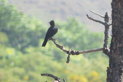 Knipolegus lophotes