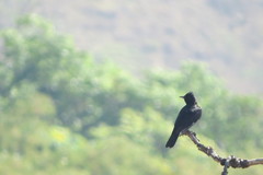 Knipolegus lophotes