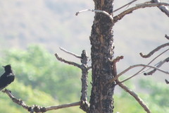 Knipolegus lophotes