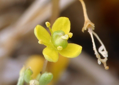 Cleomella parviflora