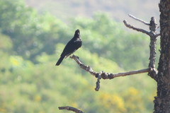 Knipolegus lophotes