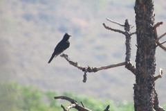 Knipolegus lophotes
