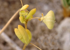 Cleomella parviflora