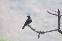 Knipolegus lophotes