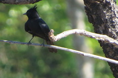 Knipolegus lophotes