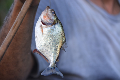 Goulding's piranha (Serrasalmus gouldingi) — Serrasalmidae — 2