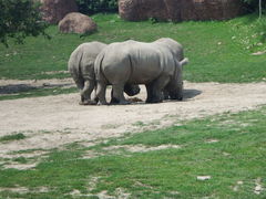 Ceratotherium